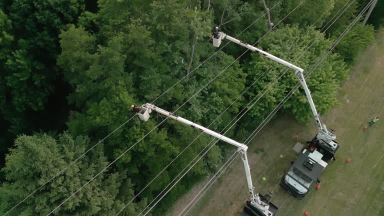 How Our Tree Care Process Works  in Cordele, GA